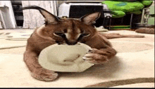 a cat is laying on a carpet eating a plate .