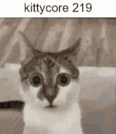 a close up of a cat 's face with the words kittycore 219 on the bottom