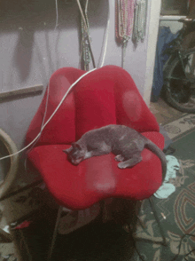 a gray cat laying on a red chair in a room