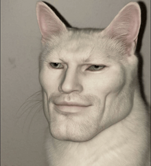 a white cat with a man 's face and beard