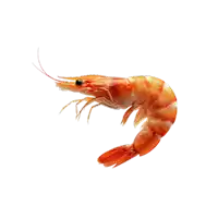 a shrimp with a white tail is against a white background