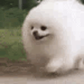 a small white pomeranian dog is running down a dirt road .