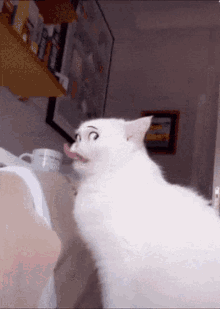 a white cat with a surprised look on its face is sticking its tongue out in front of a shelf with cereal on it