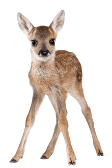 a baby deer is standing on a white background