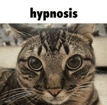 a close up of a cat with the word hypnosis behind it