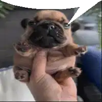 a person is holding a pug puppy with a speech bubble behind it