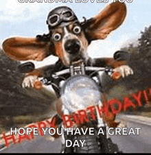 a dog wearing a helmet and goggles is riding a motorcycle on a road .