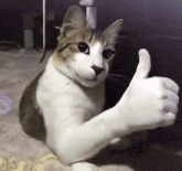 a brown and white cat is giving a thumbs up sign