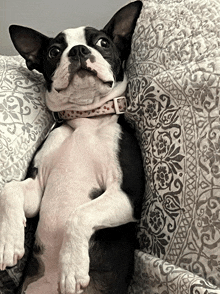 a black and white dog is laying on its back on a floral pillow