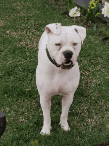 a white dog is standing in the grass and looking at the camera