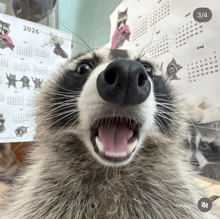 a raccoon is looking at the camera with a calendar behind it that says 2026