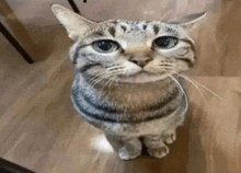 a cat with blue eyes is sitting on a wooden floor looking up at the camera .