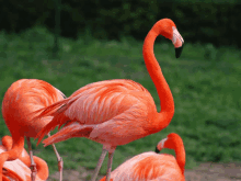 a group of flamingos are standing in a field