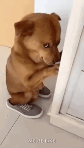 a brown dog is standing on its hind legs next to a door and looking at itself in the mirror .