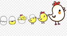 a group of chickens are standing next to each other