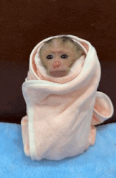 a small monkey is wrapped in a pink blanket