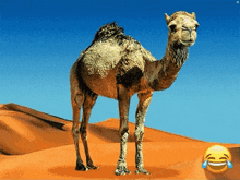 a camel is standing in the desert with a laughing face in the background