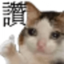 a close up of a cat with chinese writing on it .