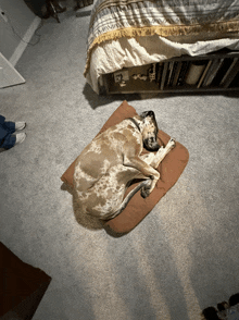 a dog laying on a brown pillow in front of a bed