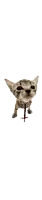 a kitten with a red collar is looking up