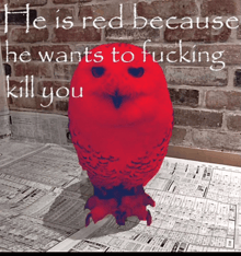 a red owl with the words he is red because he wants to fucking kill you written above it