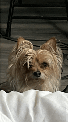 a small brown dog is laying on a white cloth