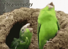 two green birds are standing next to each other with the words " me everyday " below them