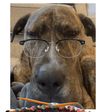 a dog wearing glasses is laying on a couch next to a pair of knitting needles