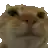 a close up of a cat 's face on a white background
