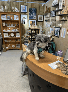 a small dog sitting on top of a wooden desk in a store