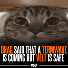 drag said that a termwave is coming but vet is safe