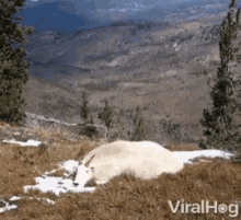 a mountain goat is laying in the snow on top of a hill with mountains in the background and the words viralhog on the bottom