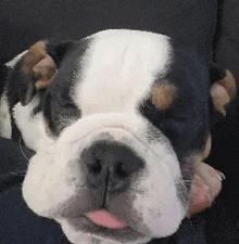 a close up of a dog 's face with its tongue sticking out