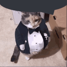 a cat in a tuxedo with a bow tie