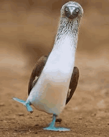 a blue footed booby with blue legs is standing on one leg on the ground .