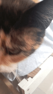 a close up of a calico cat 's ear