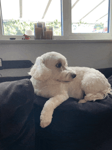 a small white dog is laying on a black couch