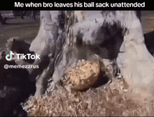 a tiktok video of a tree with a ball sack in it