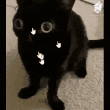 a black cat is standing on its hind legs on a carpet .