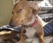 a brown dog with a red collar is laying on a bed