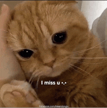 a close up of a cat with the words `` i miss u '' on it .