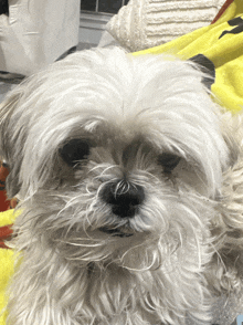 a small white dog laying on a yellow blanket looking at the camera