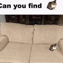 a cat sits on a couch next to a can you find sign