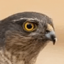 a close up of a hawk 's face with yellow eyes .