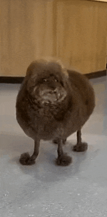 a very fat dog is standing on two legs in a room .