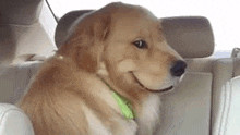 a golden retriever is sitting in the back seat of a car .