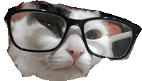 a close up of a cat wearing glasses with a white background