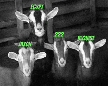 a group of goats standing next to each other with egypt 222 jaxon and requise written on their heads