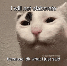 a cat is looking at the camera with a caption that says `` i will not elaborate ''