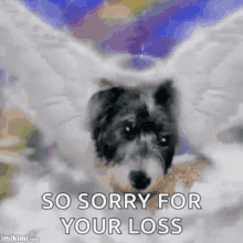 a dog with angel wings and a halo on its head is saying `` so sorry for your loss '' .